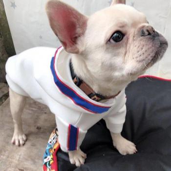 Sudadera para Mascotas Bulldog Francés y Pug