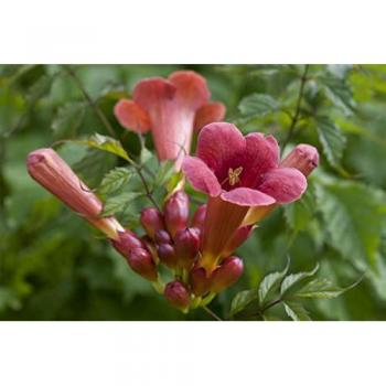 Rote Trompetenblume 'Stromboli'
