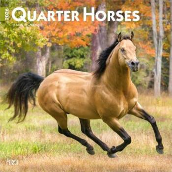 Quarter Horses 2026 12 X 24 Inch (Hanging) Monthly Square Wall Calendar Plastic-Free, by Browntrout