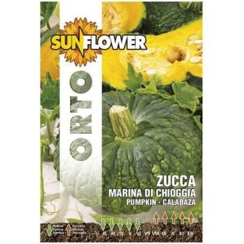 Zucca Marina di Chioggia + Seme di Girasole
