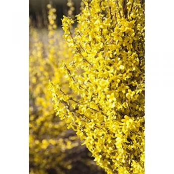 Forsythie 'Frühlingserwachen'