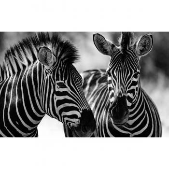 Arte “Zebras y Confidencias” – 80x50 cm, Origen: Francia