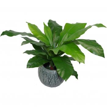 Bushy Large Bird's Nest Fern Plant 60cm