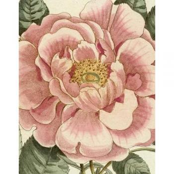 Derian, John: John Derian Picture Book II