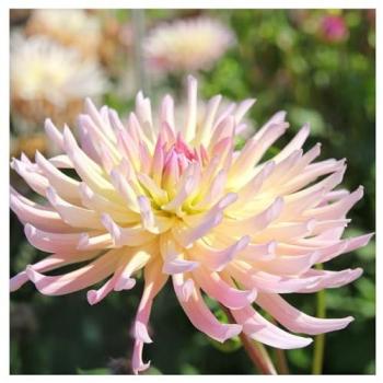 Dahlias