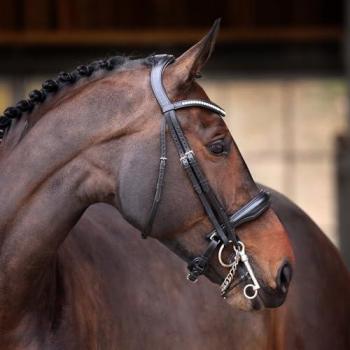 Shires Velociti Lusso Elite Double Bridle – Black/X Full (Black)