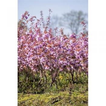 Prunus 'Kanzan'