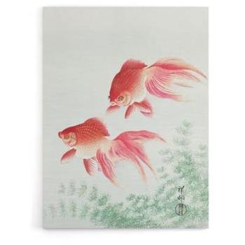 Veiltail Goldfish Serenity – 24 x 32 Canvas Print