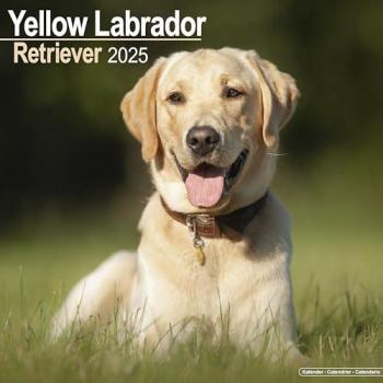 Yellow Labrador Retriever