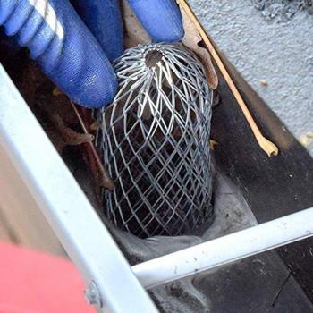 Deciduous Defense Gutter Filter