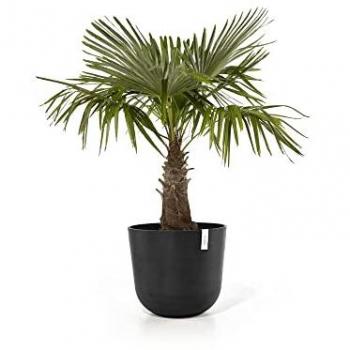 Blumentopf ECOPOTS Oslo 55 + Wassersystem Dunkelgrau, grau (dunkelgrau)