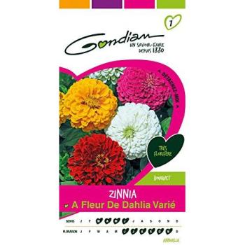GONDIAN : Zinnia à Fleur de Dahlia, Couleurs Variées
