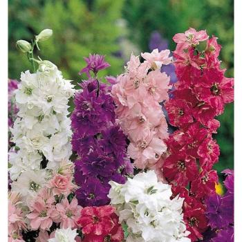 100 Graines van Kleine Larkspur
