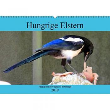 Hungrige Elstern