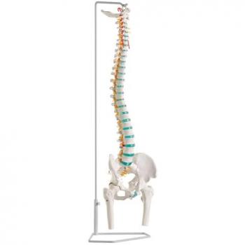 Erler Zimmer Skelettmodell Flexible Wirbelsäule mit Becken