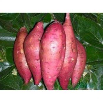 Seme di Patata Dolce 50pz – Ipomoea Batatas, Pianta Verde a Foglia