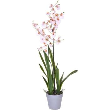 Orchidea Oncidium Rosato 40 cm in Vaso di Porcellana