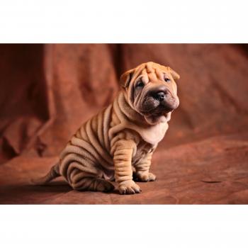 Papermoon Bulldog-Foto‑Wand – Tier & Blüten‑Dekor Vlies Tapete 3,00 m × 2,23 m