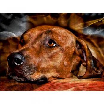 CALVENDO Puzzle Rhodesian Ridgeback