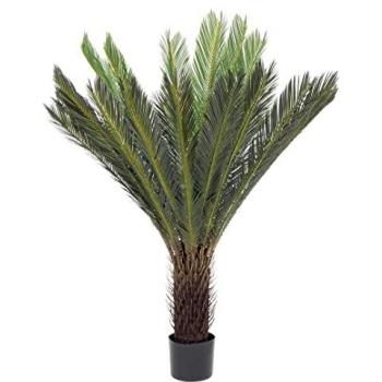 Pianta Cycas in Vaso 28 Foglie H120 cm