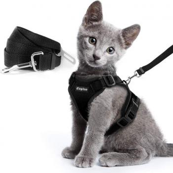 Laisse multifonctionnelle pour chiens et chats