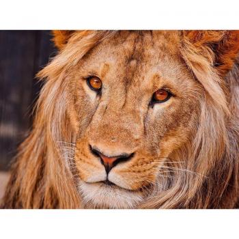 Décor Mosaïque Diamant Lion 20×30 cm – Kit Peinture & Strass (Perceuse Ronde)