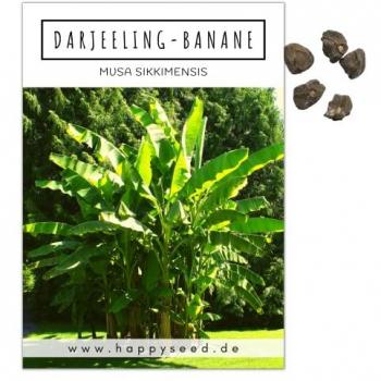 HappySeed Blumensamen: Darjeeling Banane (Musa × paradisiaca) – 25 Gramm