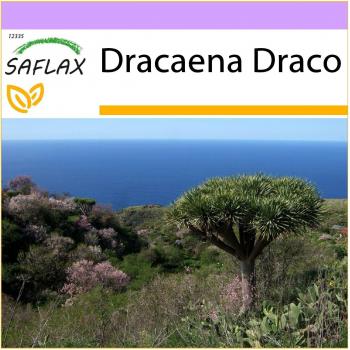 SAFLAX – Dracaena Draco: 5 Semi dell’Albero del Drago