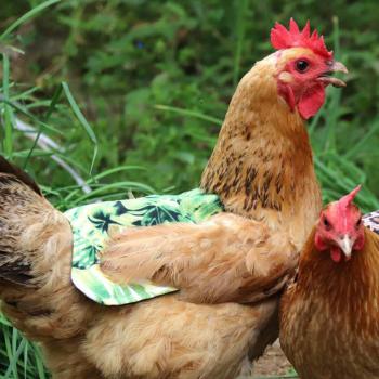 Kippen Schort met Gewatteerde Bescherming