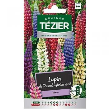 Plantes Vivaces Lupin Hybride Tezier