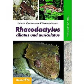 Rhacodactylus ciliatus und auriculatus: Pflege und Vermehrung