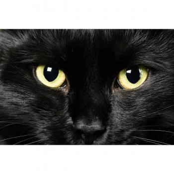 Papermoon Fototapete »Katze«