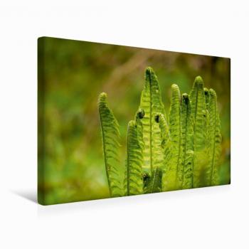 CALVENDO 45 × 30 cm Textil‑Leinwand – Farne: Die im Schatten wachsen (Pörli Won)