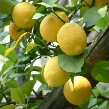Citronnier Fleur d'Oranger en Pot 24cm
