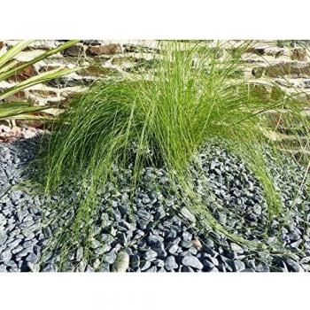 Galets Noirs Mat ClassGarden