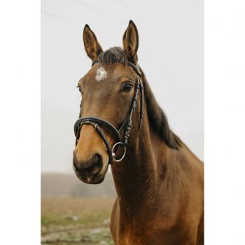 Norton Club Black Square Bridle (Cob)