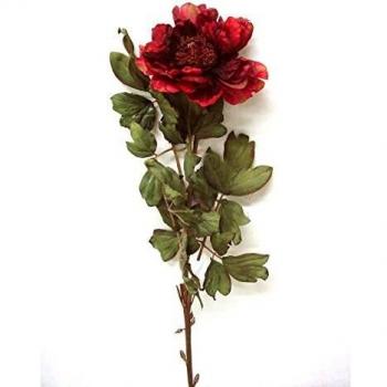 Peonia Falsa Roja