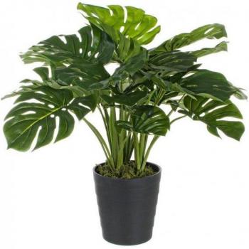 Fogliato Filodendro 2x in Vaso H65 cm