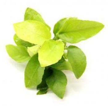 Anubias nana Gold