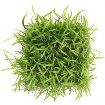 Dennerle Aquarienpflanze Lilaeopsis brasiliensis Pad