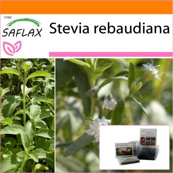 SAFLAX