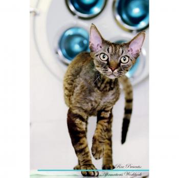 Devon Rex Affirmations Workbook Devon Rex Presents: Positive and Loving Affirmations Workbook. Includes: Mentoring Questions, Guidance, Supporting You.