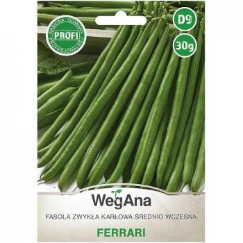 Semillas de frijol enano 30g