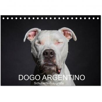 Schuberts-Fotografie, Schuberts-Fotografie: DOGO ARGENTINO (Tischkalender 2025 DIN A5 quer), CALVENDO Monatskalender