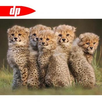 Animal Diamond Embroidery: Leopard Cub Trio 20X30CM