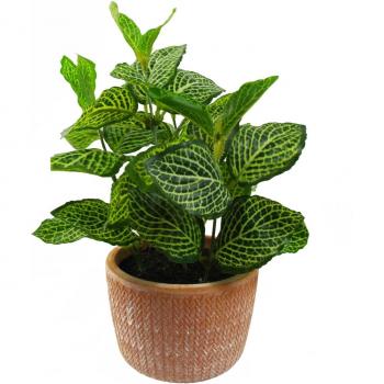Green Mini Pothos in Terracotta Pot