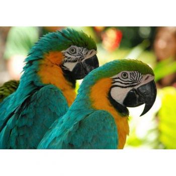 Papermoon Fototapete »Tropische Ara-Vögel«