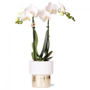 Plante verte Kolibri Orchids : Phalaenopsis blanche en pot Ø9 cm