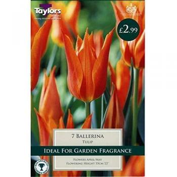 Ballerina Tulip Bulbs