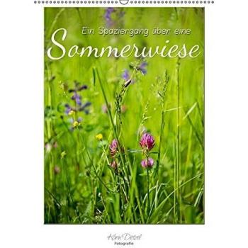 Ein Spaziergang über eine Sommerwiese